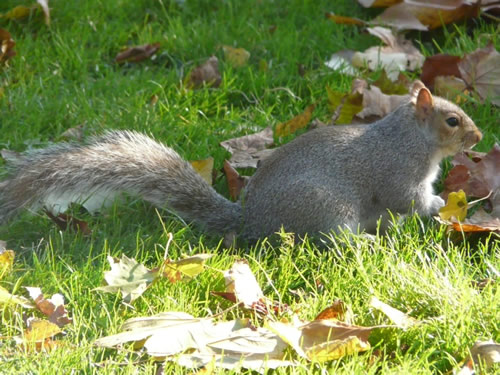 Ecureuil de St-James Park