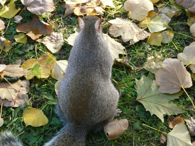 Ecureuil de St-James Park