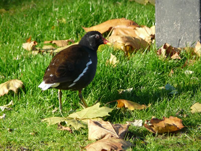 Gallinule poule d'eau