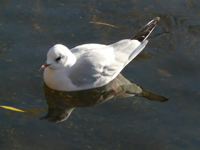 Mouette