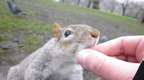 Ecureuil de St-James Park