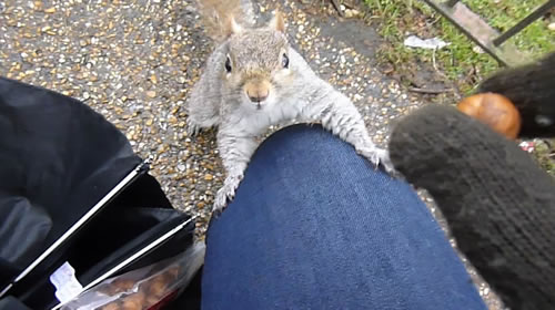 Ecureuil de St-James Park